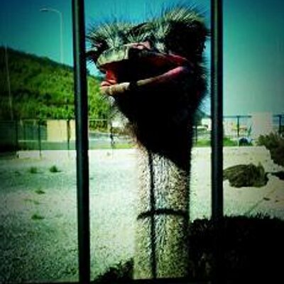 Bobwine - Twitter Profile Picture of Bobwine (@Bob_daisy) on Twitter