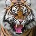 Profile Picture of Michael Kritschgau (@michaelkritschgau) on Pinterest
