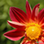 Profile Picture of James Wang (@j@mes.wang) on Flickr