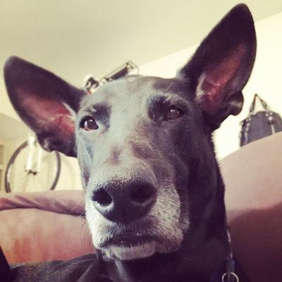 Profile Picture of Lian Horenblas (@Lianski88) on Twitter