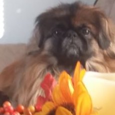 Profile Picture of Joyce Horton Stevens (@torrienight) on Twitter