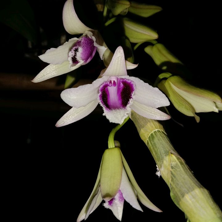 Profile Picture of Ruth_Kank (@ruth_kanh) on Tiktok