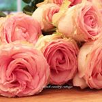 Profile Picture of Barb Mason (@mason_barb) on Instagram