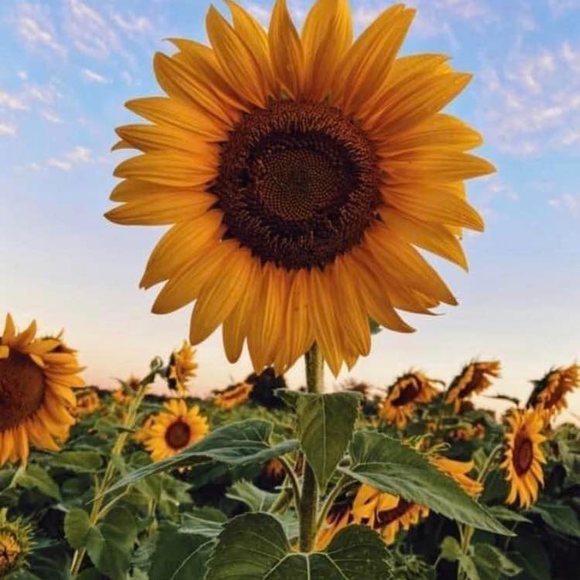 Profile Picture of Kim Wann (@locochic28) on Poshmark