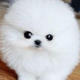 Profile Picture of Maya Solomon (@mayas0009) on Pinterest