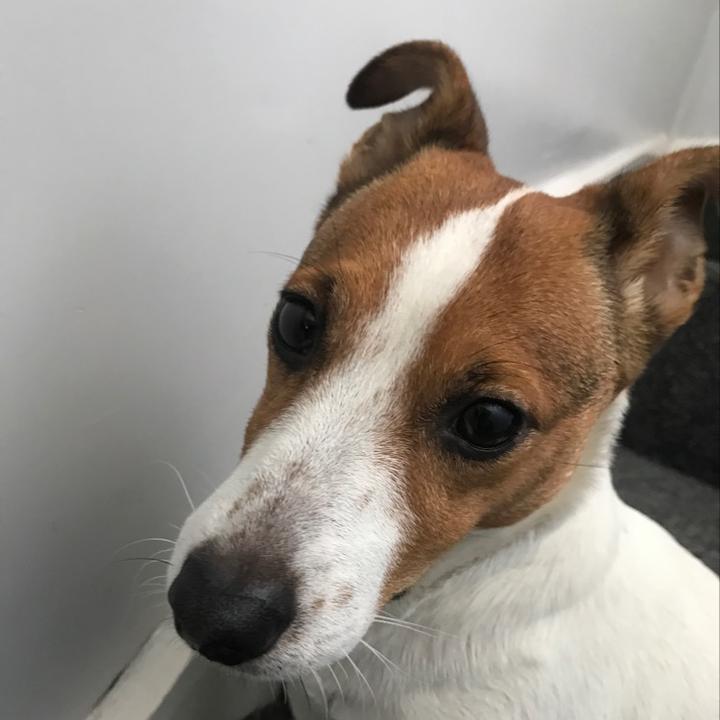 Profile Picture of peggywoowoos (@peggyelliesdog) on Tiktok