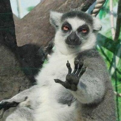 Profile Picture of Diana Oreffice (@dianaoref) on Twitter