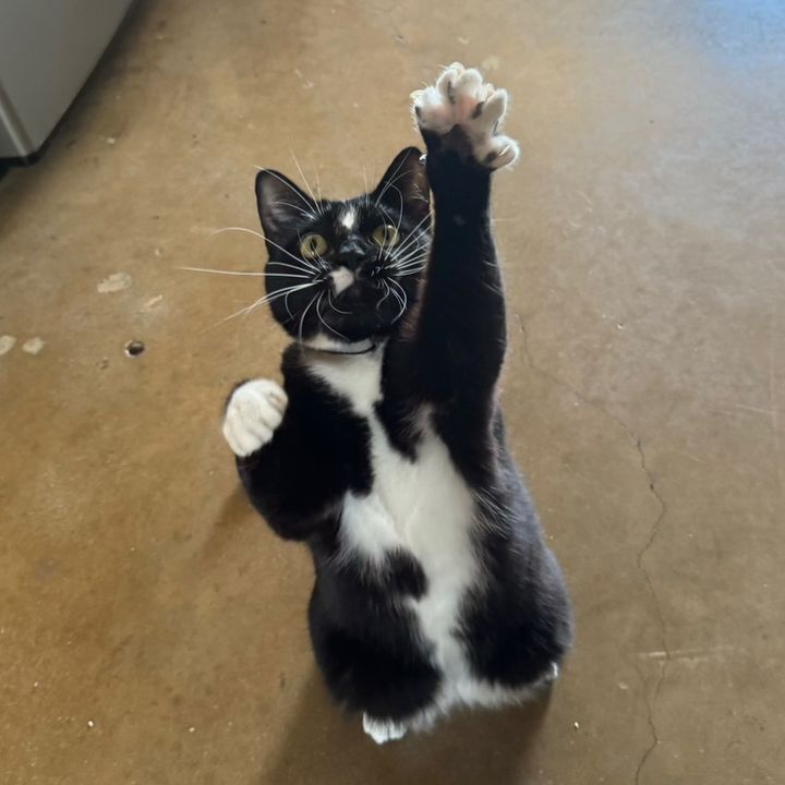 amy - Tiktok Profile Picture of amy (@amycunningham_) on Tiktok