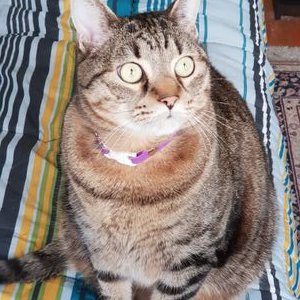 Profile Picture of Maria Titone (@MariaTitone2) on Twitter