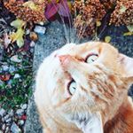 Profile Picture of ⚜️Larry Samual Vincent ⚜️ (@living_with_legendary_larry) on Instagram