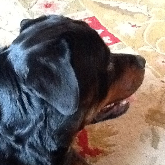 Profile Picture of Phyllis Yucatonis (@pyucatonis) on Poshmark