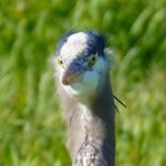 Profile Picture of Steve Weiss (@steve.birdguy) on Instagram