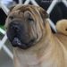 Profile Picture of Paula Paynter (@paulasharpei) on Pinterest