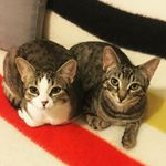 Profile Picture of Howard&Pearl (@howard_and_pearl) on Instagram