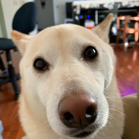 Profile Picture of Timothy Mulberry (@t_mulberry) on Poshmark