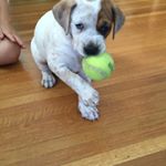 Profile Picture of Tim Lally (@timlally) on Instagram