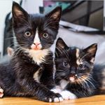 Profile Picture of Badger & Tortellini (@badgeandleeni) on Instagram