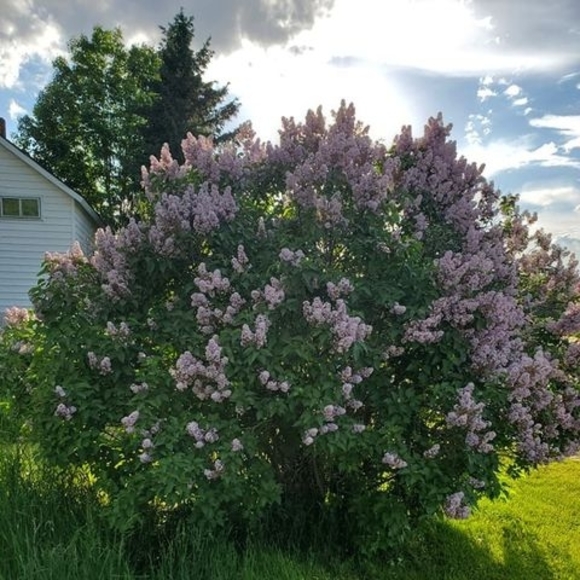 Profile Picture of Mary Rajek (@maryrajek6) on Poshmark