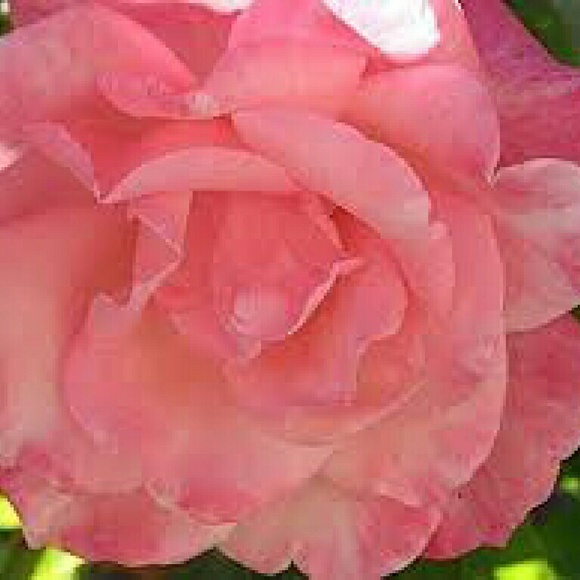 Profile Picture of M Ortiz (@mortiz_12) on Poshmark