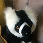 Profile Picture of Larry (@larry.the.lima) on Instagram