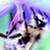Profile Picture of Jonathan Norton (@Macrodelic) on Flickr