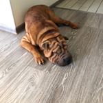 Profile Picture of Teddy☄️ (@teddy_sharpei_) on Instagram