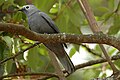 Profile Picture of Grey cuckooshrikeon Wikipedia