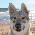 Profile Picture of Quillo (@perrolobochecoslovaco.quillo) on Instagram