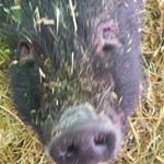 Stacie Mcconnell - Instagram Profile Picture of Stacie Mcconnell (@staciemcconnell) on Instagram