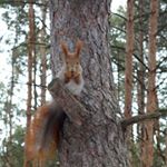 Profile Picture of Bickmarsh (@bickmarshrosag6) on Instagram