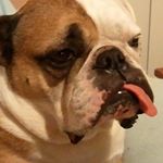 Profile Picture of Scott Meyer (@scottyhuevos7) on Instagram