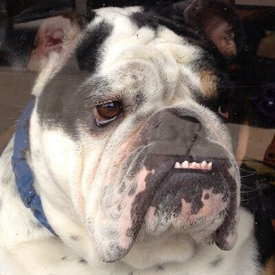 Profile Picture of George Grubb (@ehrlicher) on Twitter