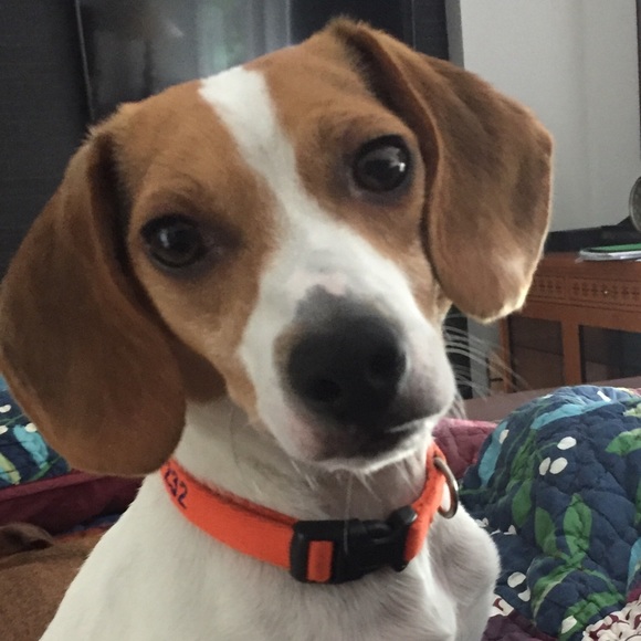 Profile Picture of Marcia Baldanza (@marciab4) on Poshmark