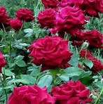 Profile Picture of Kanwaljit Gill (@kanwaljit.gill.587) on Facebook
