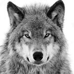 Profile Picture of Calixto Reyes (@calixtin) on Instagram