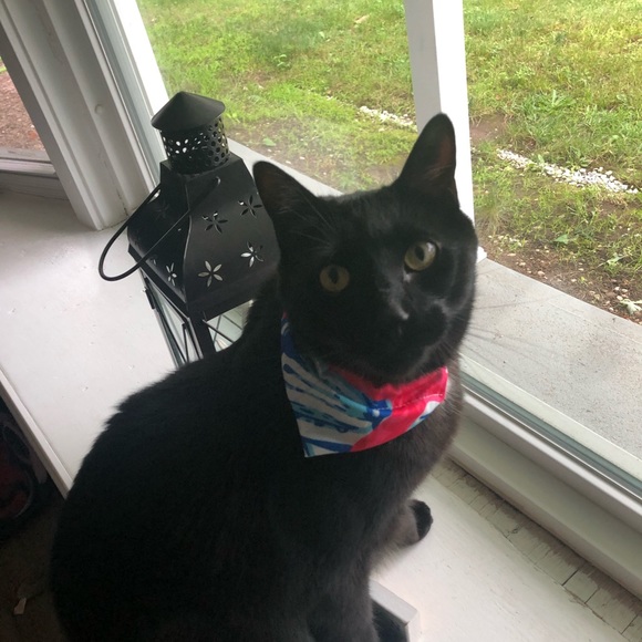 Profile Picture of Louisa Bram (@lbram1680) on Poshmark