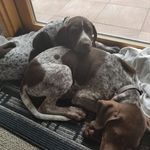 Profile Picture of Stephen Stankovics (@stephenstankovics) on Instagram