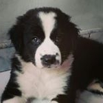 Profile Picture of Bruce Wayne 🐾bordercollie 🇨🇴 (@bruce_nc) on Instagram