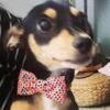 Profile Picture of Gregory jefferson (@@gregthechihuahua) on Tiktok