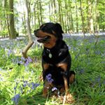 Profile Picture of christopher willey (@willey.christopher) on Instagram
