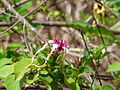 Profile Picture of Strophanthus sarmentosuson Wikipedia