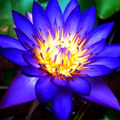 Profile Photo of Blue Lotus (@James_P_Lotus) on Twitter