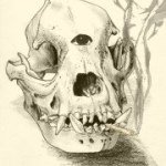 Profile Picture of Spencer Bryson (@rustyshaklferd) on Instagram