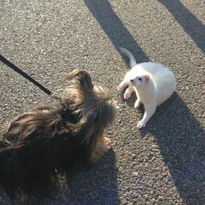 Profile Picture of Joey Sifford (@joesifford12) on Twitter