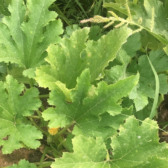 Profile Picture of Caroline Kruchten (@_caroline__) on Poshmark