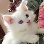 Profile Picture of Laila.ansari.123 (@aamra.ansari.oct21) on Instagram