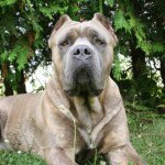 Profile Picture of Lucas (@canecorsoditroy) on Instagram