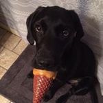 Profile Picture of Caryn Jacobs Decker (@jacobsdecker) on Instagram