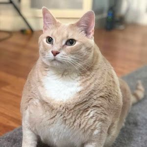 Profile Picture of Anjomo (@andrewnaert) on Tiktok
