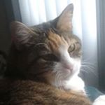 Profile Picture of Lisa Irving (@lisa.irving.313) on Instagram